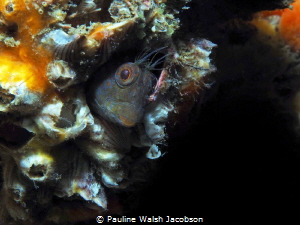 Oyster Blenny in it's barnacle home, Blue Heron Bridge, F... by Pauline Walsh Jacobson 